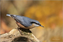 <p>BRHLÍK LESNÍ (Sitta europaea) ---- /Eurasian nuthatch - Kleiber/</p>